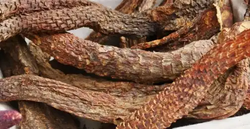 How Does Cistanche Extract Support Cognitive and Memory Function?